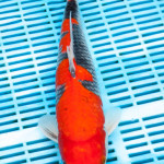 Koi Varieties and History. Oqwzfc