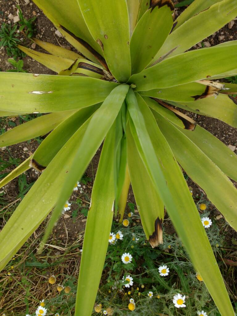 Malattia fungina Yucca R0zjbr