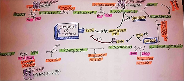 Unidad-II: Metabolismo de los Hidratos de carbono (12-19 sept-16) Sbotxh