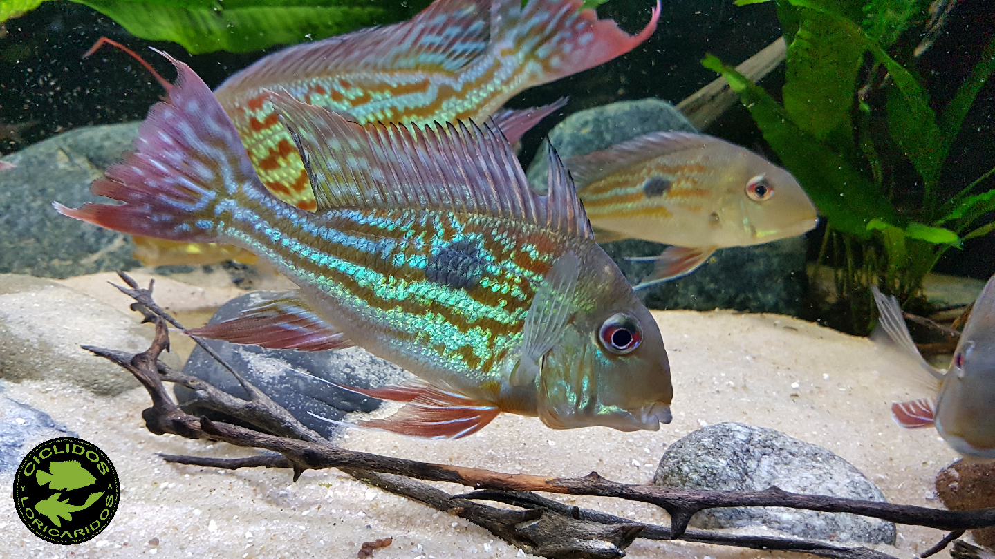 Geophagus winemilleri LÓPEZ-FERNÁNDEZ & TAPHORN, 2004 - Página 3 Szviuh