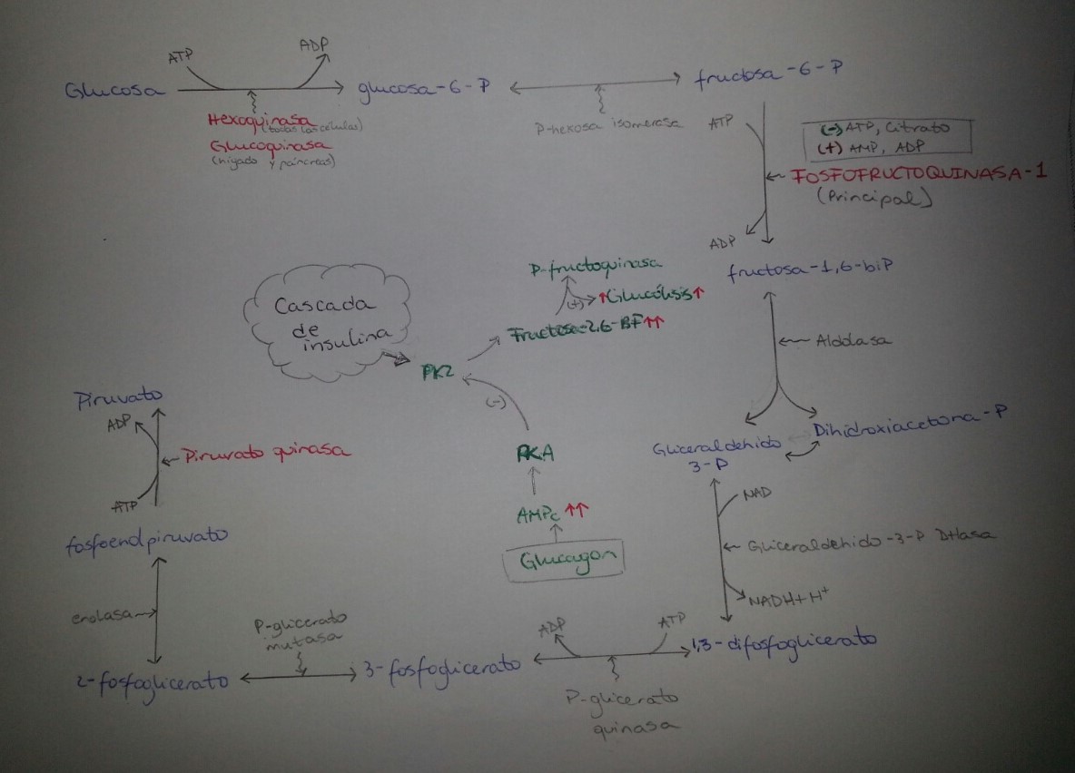 Unidad-II: Metabolismo de los Hidratos de carbono (12-19 sept-16) T52jb5