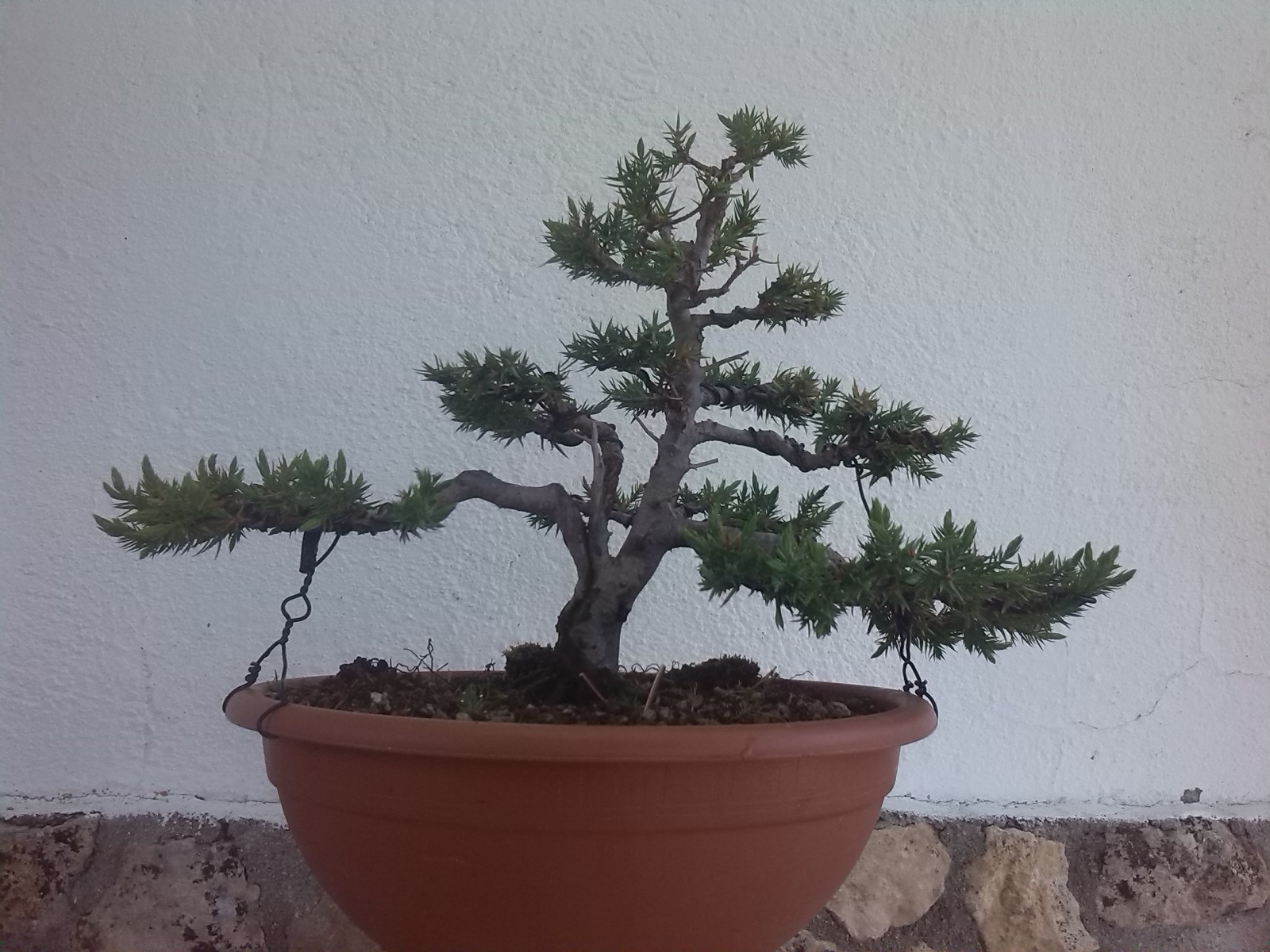 Juniperus chinensis stricta Vgn521