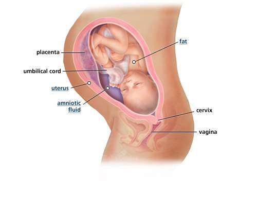 الشهر التاسع و ما يليه للحامل نصائح و معلومات و تشكل الجنين 14kzguc