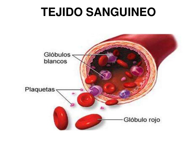 Tejido sanguíneo-hematopoyetico y linfoide (presentado por Daniela Chamorro Caballero) IIB  15nlztg