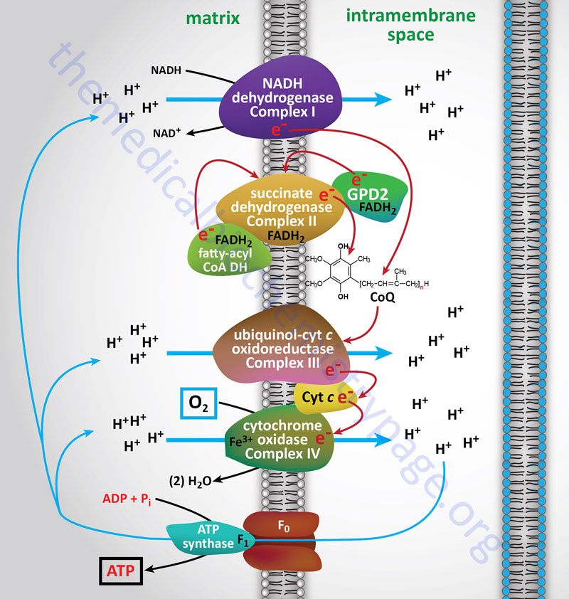 OXIDACIONES BIOLÓGICAS (Cuestionario fecha: 21-28 agosto, 2016) 15ocuhj