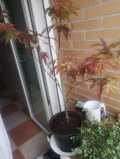 Necesito una mano con este arce y este ficus (ahora con imágenes) 198nc3