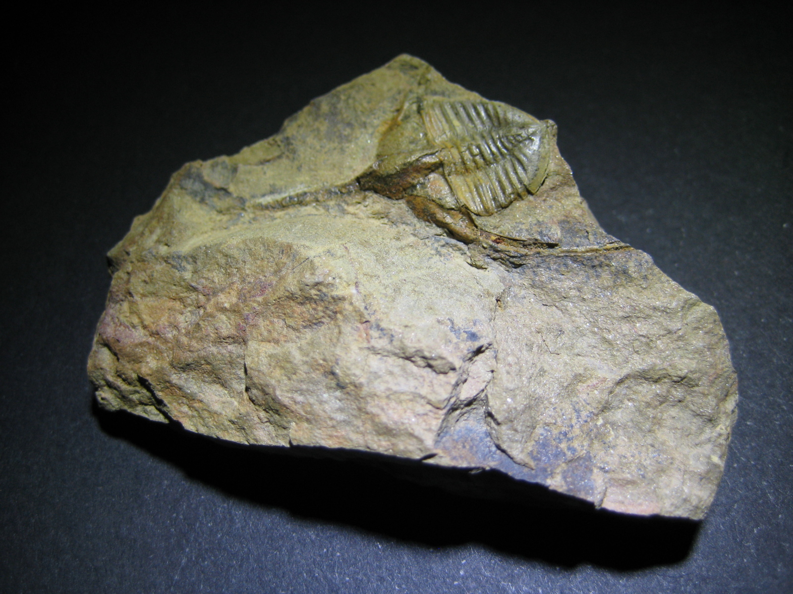 Mis trilobites. 2433rcj