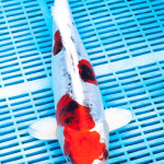 Koi Varieties and History. 259j0iu