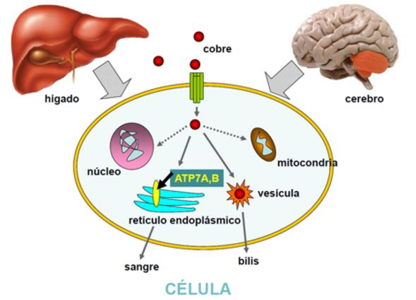 Enfermedades genéticas con explicaciones bioquímicas   25hmjup