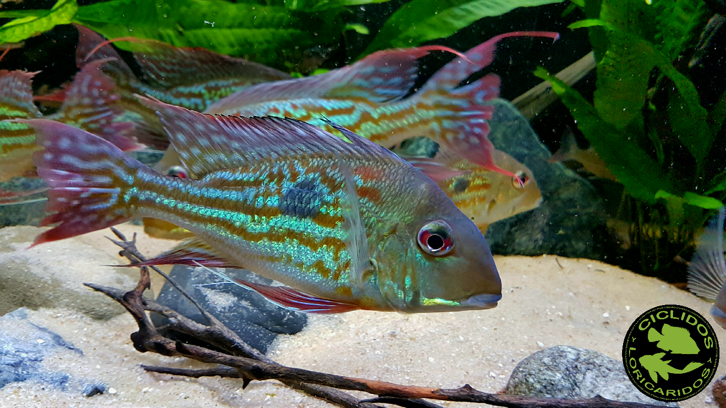 Geophagus winemilleri LÓPEZ-FERNÁNDEZ & TAPHORN, 2004 - Página 3 2aiqxz7