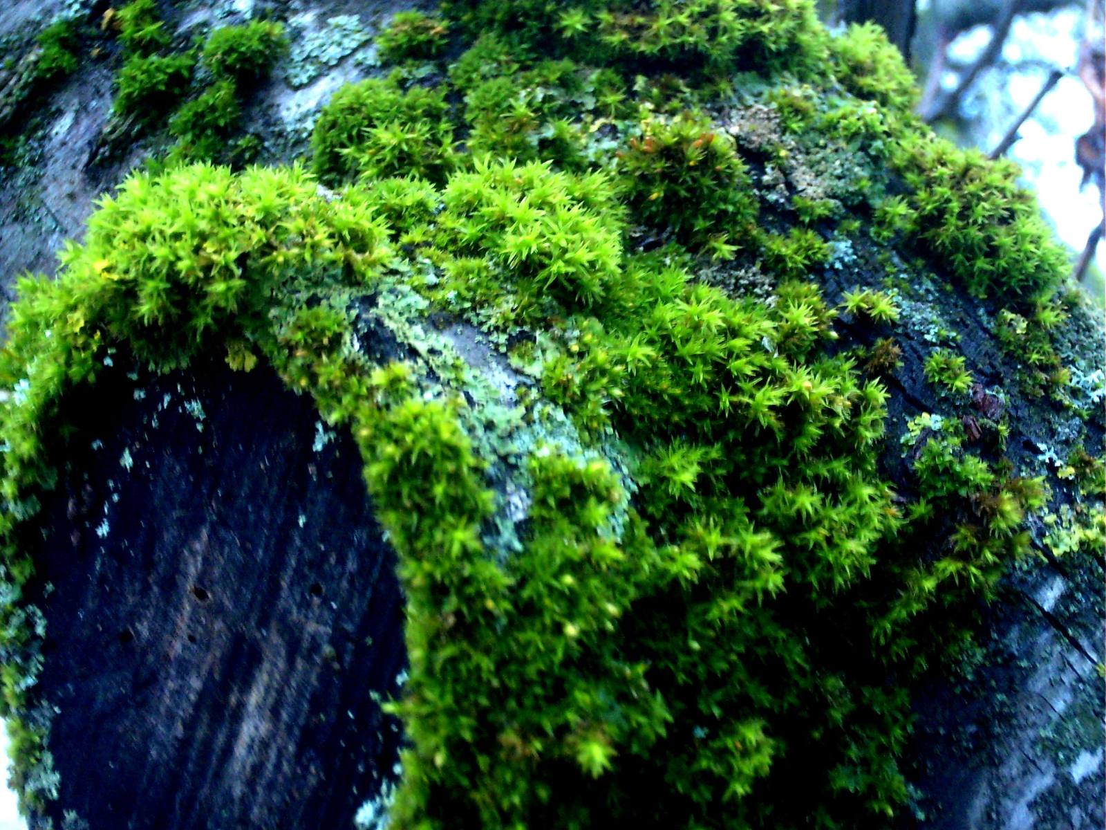 Musgo de arboles o de nacimientos en acuario, se puede? 2aja001