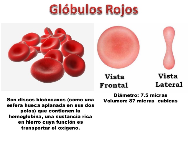 Tejido sanguíneo-hematopoyetico y linfoide (presentado por Daniela Chamorro Caballero) IIB  2ccnrxe