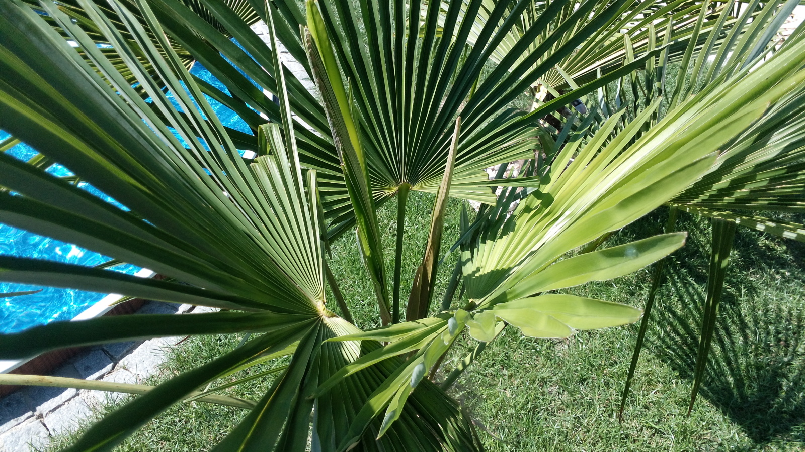 Trachycarpus fortunei  - Stránka 35 2dratyp