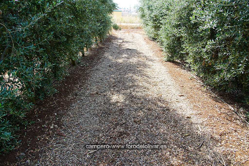 Plantación de olivar superintensivo adulto (Badajoz) 2hqgdqu