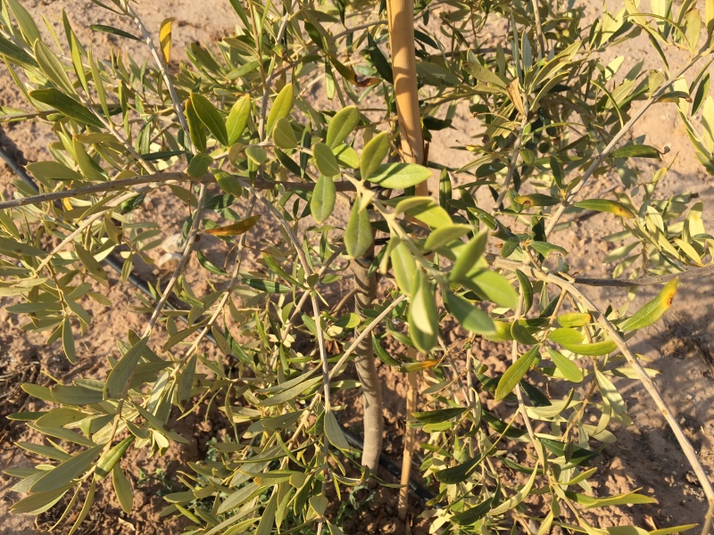 Plantones de olivo que no crecen, aceitunas deformes, hojas amarillas y plantón que se seca (Murcia) 2mcbxah