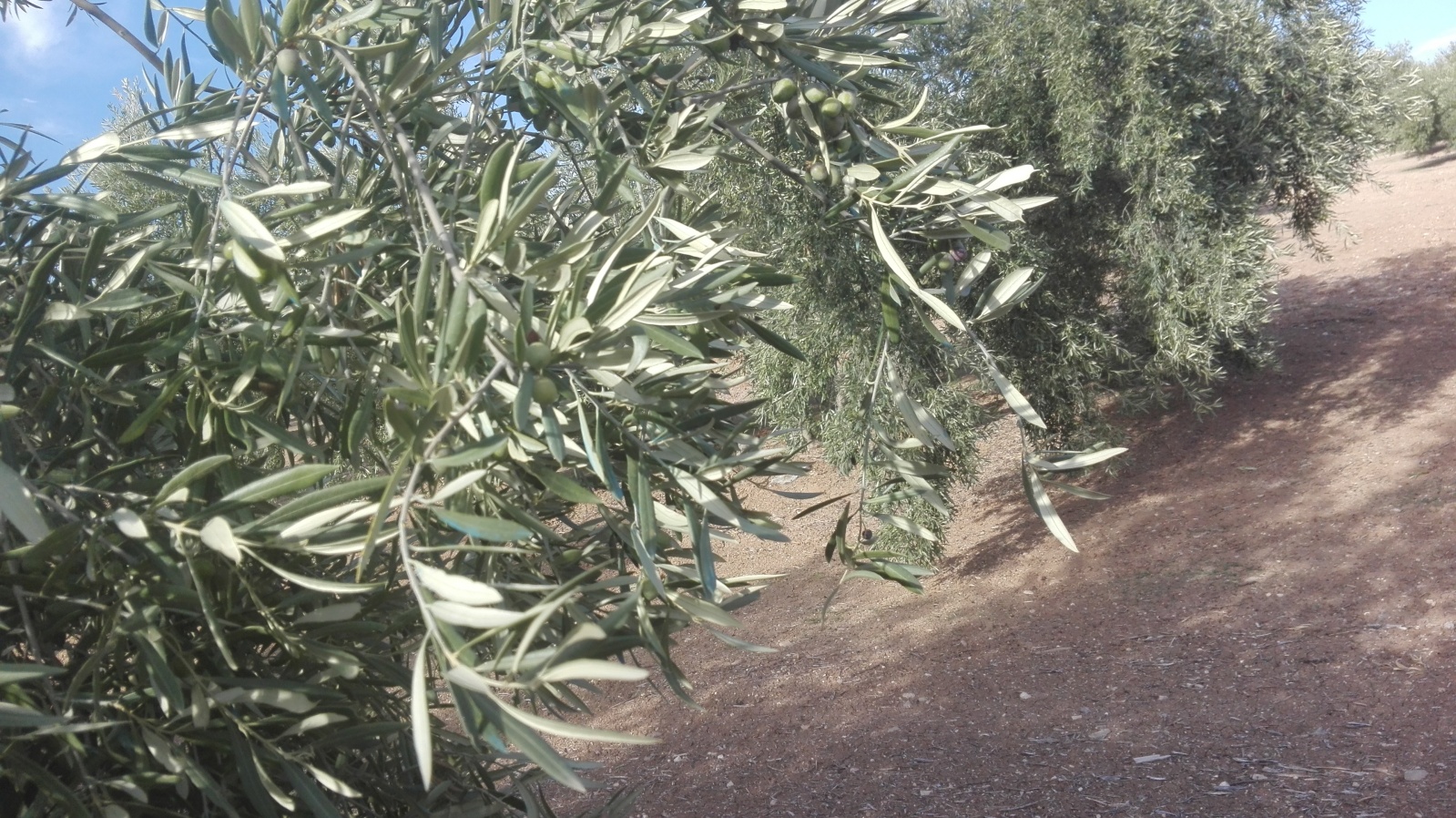 Consejos tratamiento foliar (Córdoba) - Página 2 2nia71e