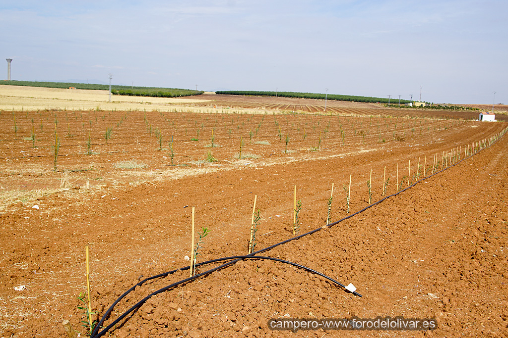 Plantación de olivar superintensivo e intensivo (Badajoz) 2vwecdx