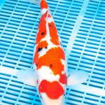 Koi Varieties and History. 2yvkigx