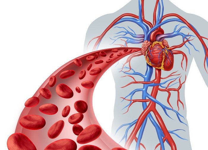 TEJIDO HEMATOPOYETICO-SANGUINEO- LUIS GONZALEZ 2zzl0zc