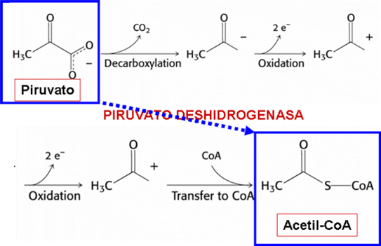 Unidad-I: OXIDACIONES BIOLÓGICAS (Cuestionario p/semana: 14-21 agosto, 2016) 5eu1q8