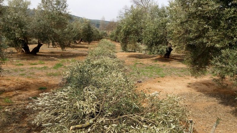 Olivar Anlo Octubre 2016 (Jaén) 6zvk0m