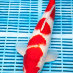 Koi Varieties and History. 95zvuo