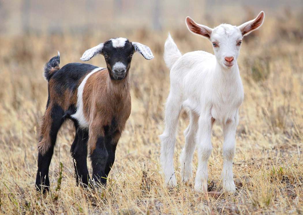 Si amigos, los burros vuelan. 9h2jie