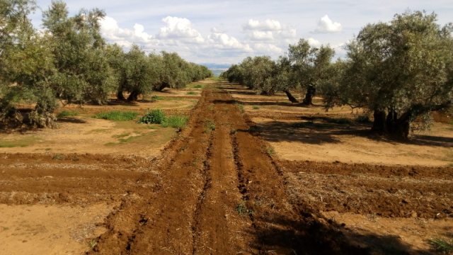 Olivar Anlo Octubre 2016 (Jaén) 9rq6gx