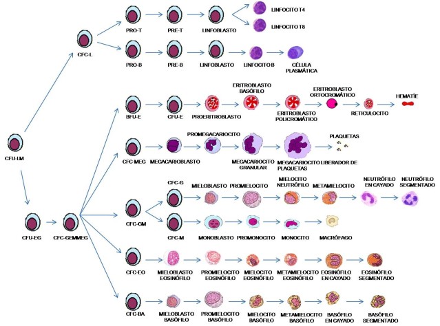 TEJIDO HEMATOPOYETICO presentado por ginela riquett E86245