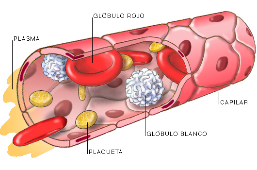 Tejido Hematopoyetico, Sanguineo y Linfoide (Presentado por Valerie Córdoba Pombo) IIB Iyklz5