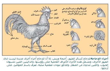 أنواع الدجاج المنزلي Iz298p