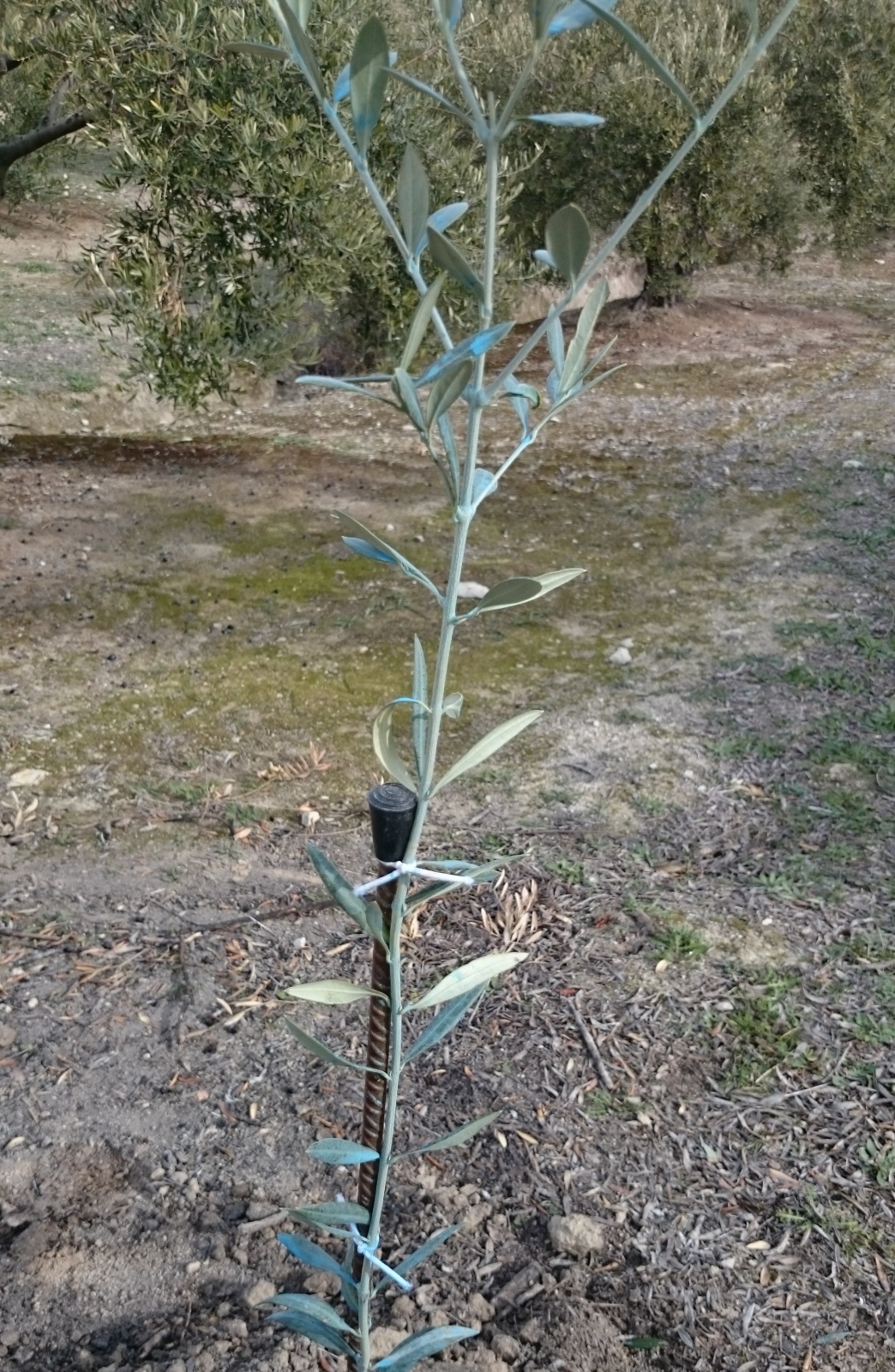 Crecimiento de plantones olivo - Página 6 Jpd5qo
