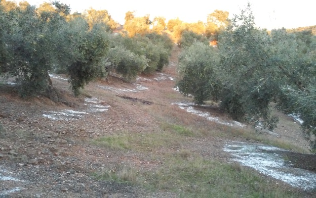 APORTE DE CARBONATO CÁLCICO AL OLIVAR COMO ABONADO M9376q