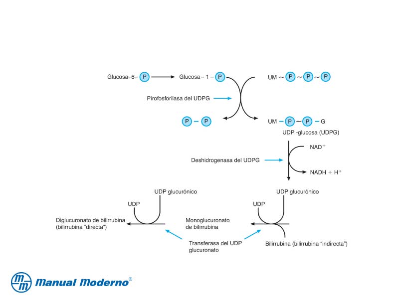 Duda: via del ácido glucurónico RESUELTO Mtkq6b