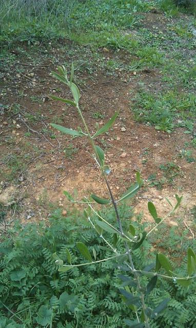 Tratamiento plantones de olivo post-plantación (Badajoz) N1ark0