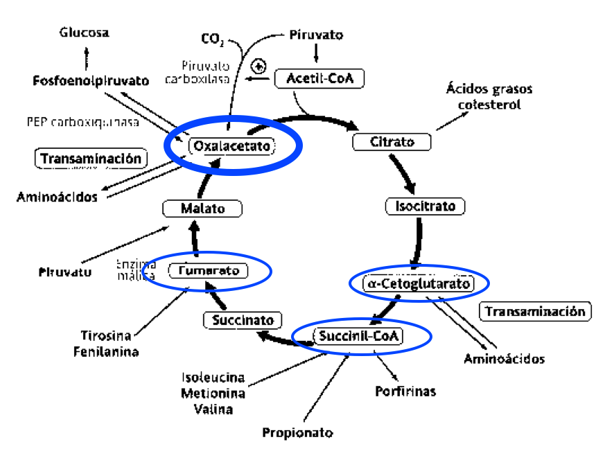 Unidad-I: OXIDACIONES BIOLÓGICAS (Cuestionario p/semana: 14-21 agosto, 2016) - Página 2 N2kh0h