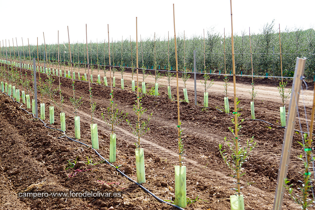 Plantación de olivar en espaldera O5tena