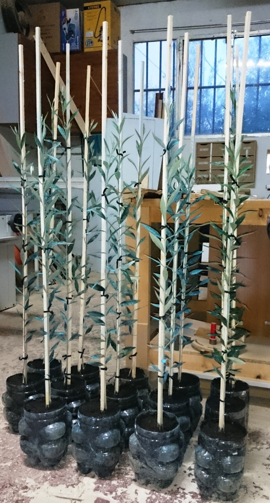 Crecimiento de plantones olivo - Página 6 Rl9etd