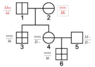 2ª Lei de Mendel Smzntk