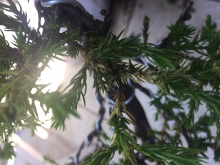 Juniperus con agujas amarillas T6qqmp
