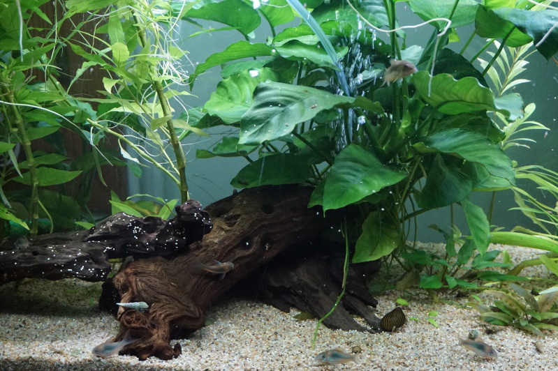 200L corydoras Aeneus V6su10