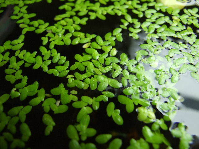 PLanta Acuatica AZOLLA X5349x