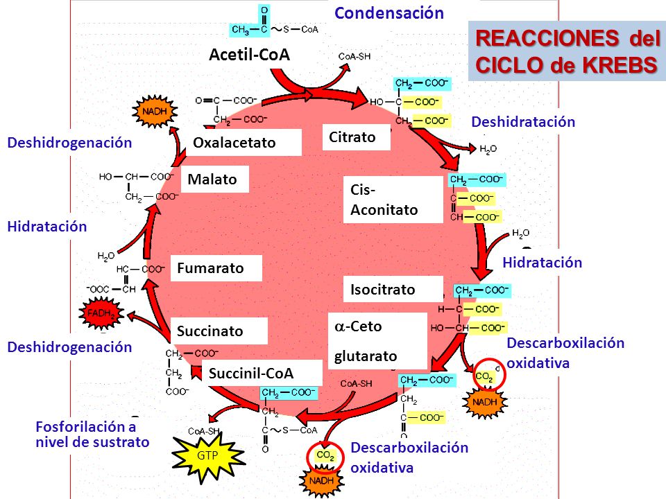 Unidad-I: OXIDACIONES BIOLÓGICAS (Cuestionario p/semana: 14-21 agosto, 2016) Xknksx