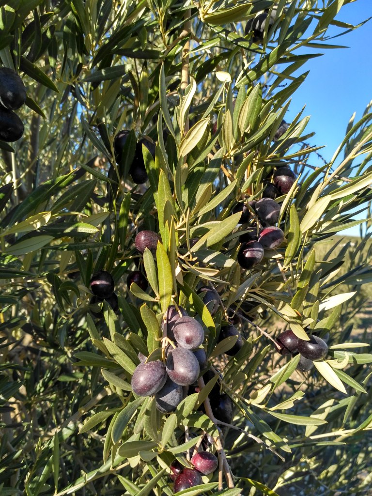 La lipogénesis en la aceituna 11s040x