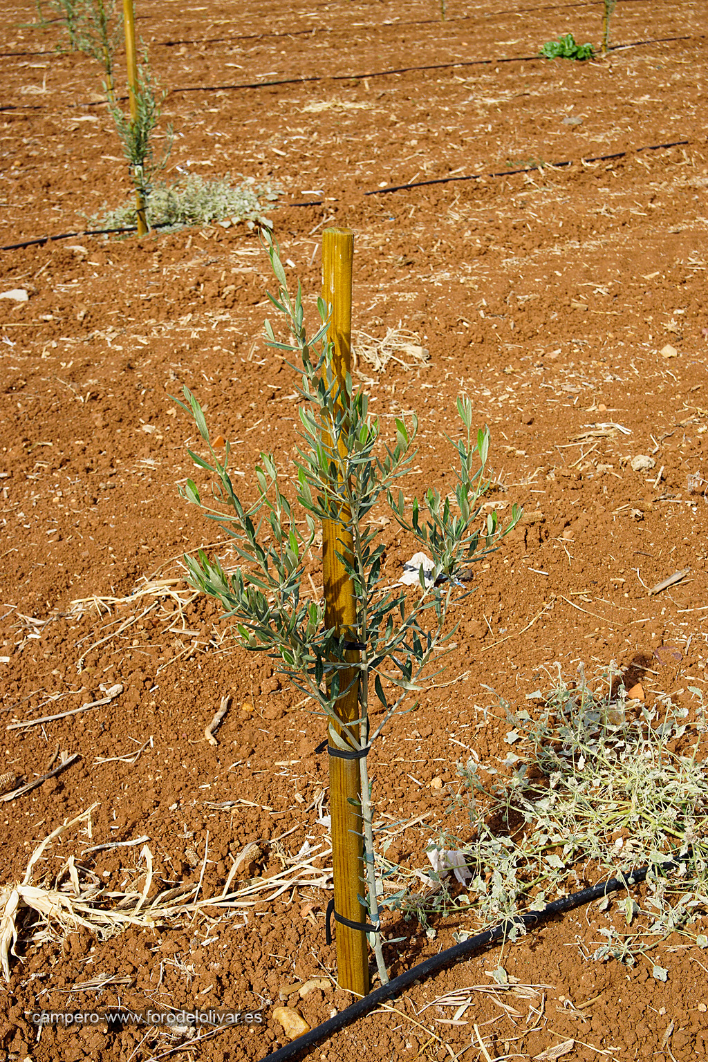 Plantación de olivar superintensivo e intensivo (Badajoz) 140vq50