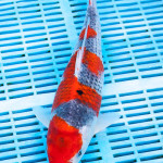 Koi Varieties and History. 20s7eo6