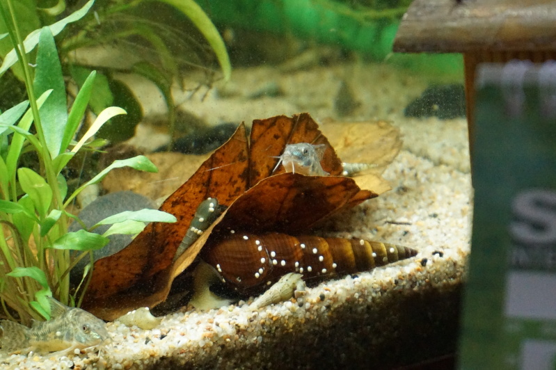 150L corydoras Paleatus 25q5e7p