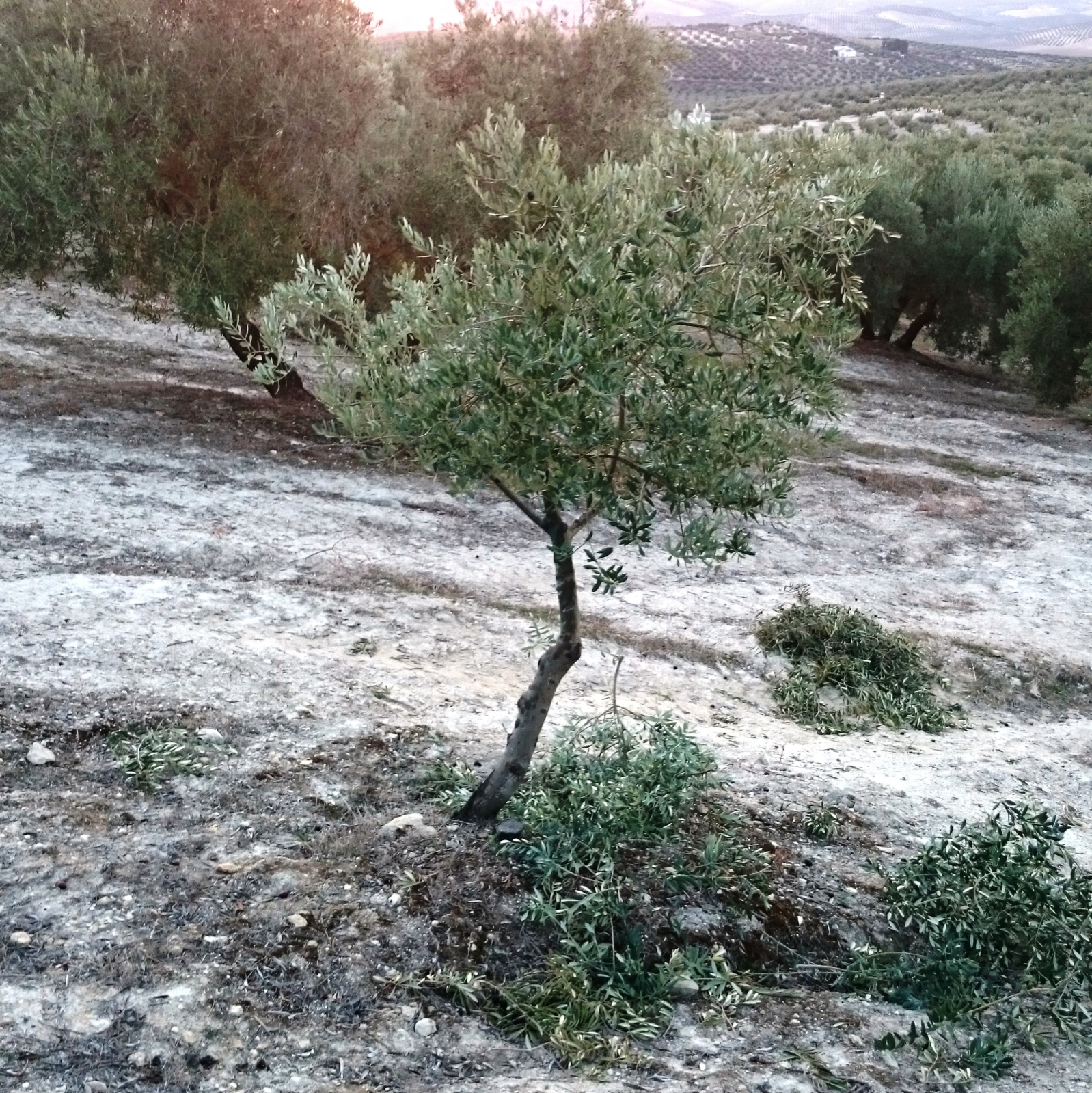 Crecimiento de plantones olivo - Página 5 25q7igk