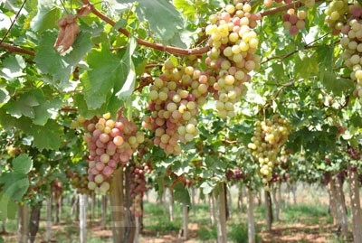 تفسير حلم رؤية العنب او الكرم او العصير في المنام لابن سيرين Grapes 25z446q