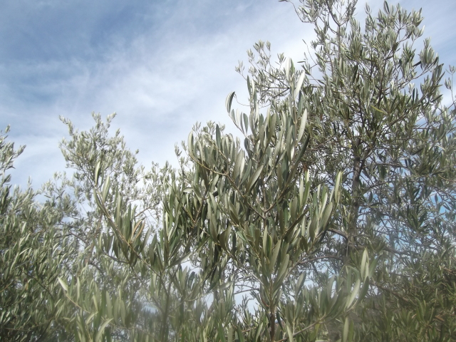 Análisis foliar Dakhla Enero 2016 (Almería) 29xxnbd
